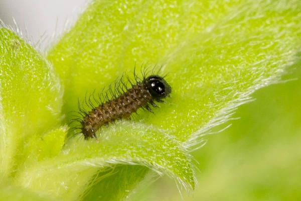 First instar larva of Catacroptera cloanthe